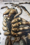 Spinne, Spider Wall Chart by Paul Pfurtscheller, 1910 - Josef und Josefine