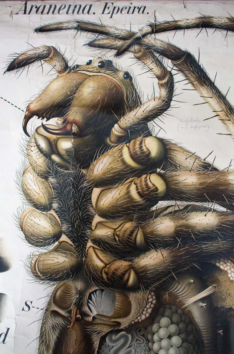 Spinne, Spider Wall Chart by Paul Pfurtscheller, 1910 - Josef und Josefine