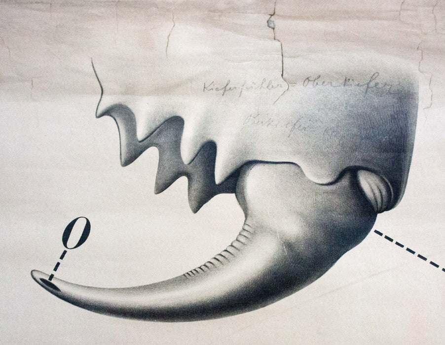 Spinne, Spider Wall Chart by Paul Pfurtscheller, 1910 - Josef und Josefine