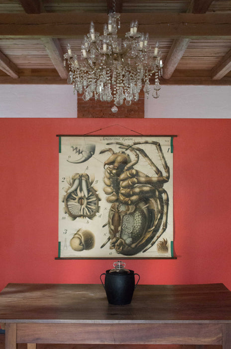 Spinne, Spider Wall Chart by Paul Pfurtscheller, 1910 - Josef und Josefine