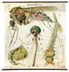 Vintage Wall Chart Mosquito by Paul Pfurtscheller, 1929 - Josef und Josefine