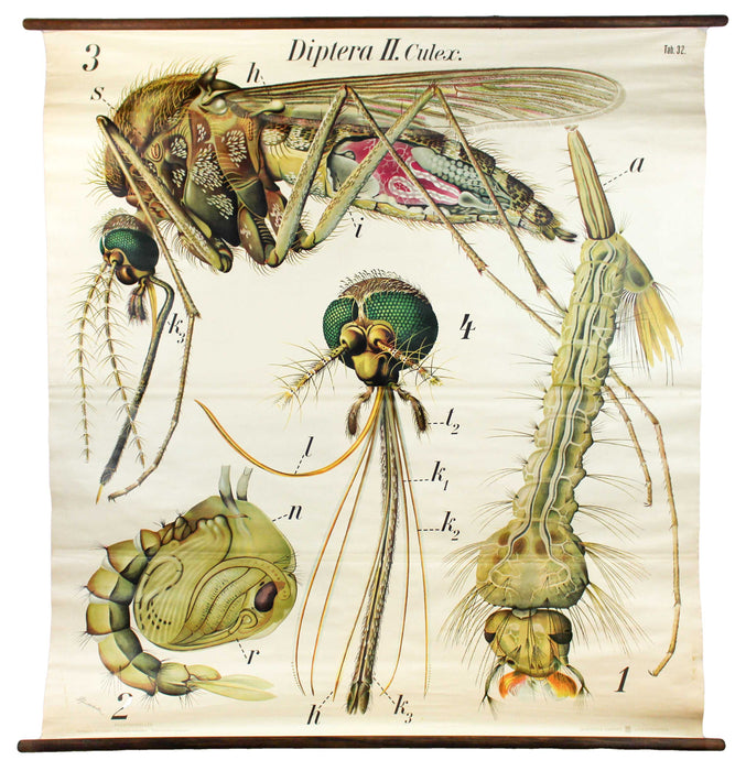 Vintage Wall Chart Mosquito by Paul Pfurtscheller, 1929 - Josef und Josefine