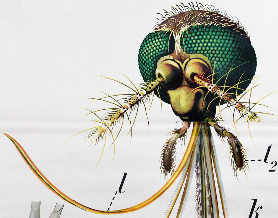 Vintage Wall Chart Mosquito by Paul Pfurtscheller, 1929 - Josef und Josefine