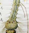 Vintage Wall Chart Mosquito by Paul Pfurtscheller, 1929 - Josef und Josefine