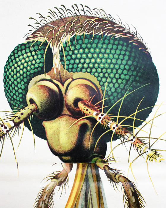 Vintage Wall Chart Mosquito by Paul Pfurtscheller, 1929 - Josef und Josefine