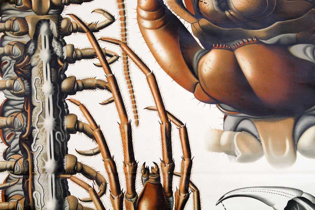 Tausendfüssler, Centipede by Paul Pfurtscheller, 1912 - Josef und Josefine