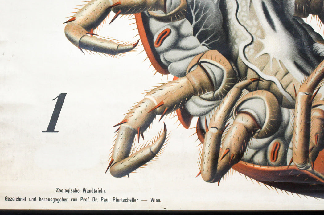 Tausendfüssler, Centipede by Paul Pfurtscheller, 1912 - Josef und Josefine
