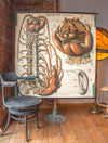 Tausendfüssler, Centipede by Paul Pfurtscheller, 1912 - Josef und Josefine