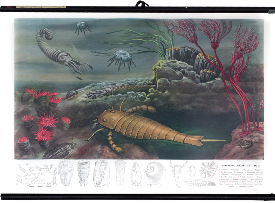 Old paleozoic, silurian sea, 1950 - Josef und Josefine