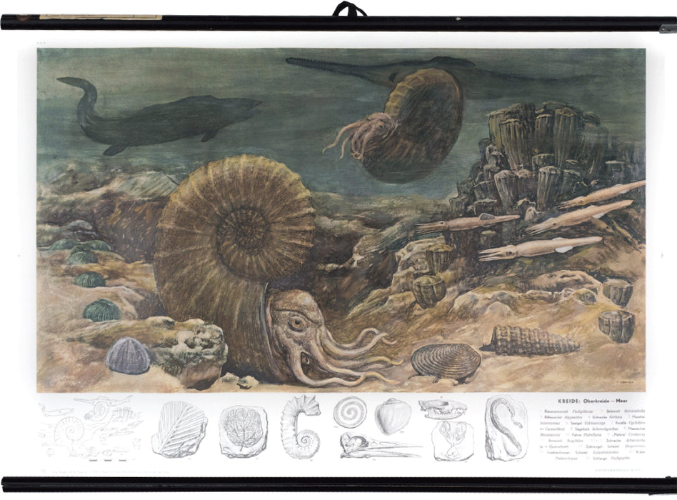 Cretaceous, upper chalk sea, 1950 - Josef und Josefine