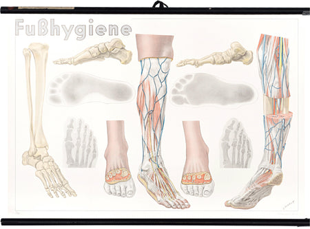 Foot hygiene, Dr. Med. Konrad Allmer, 1950 - Josef und Josefine