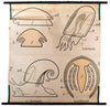 Mantelformen der Weichtiere, Mollusca,  Wall Chart by Paul Pfurtscheller, 1903 - Josef und Josefine