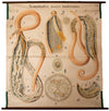 Bandwurm, tapeworm, Paul Pfurtscheller Zoological Wall Chart, , 1926 - Josef und Josefine