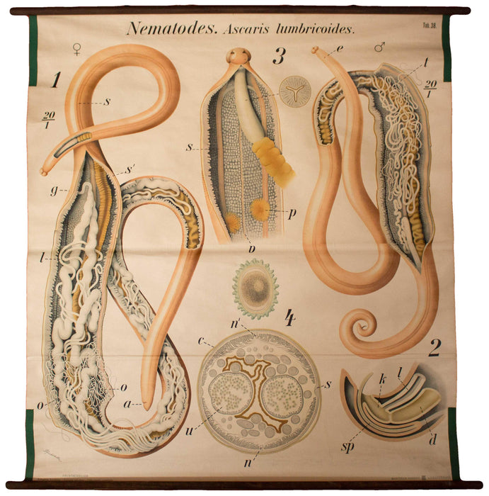 Bandwurm, tapeworm, Paul Pfurtscheller Zoological Wall Chart, , 1926 - Josef und Josefine