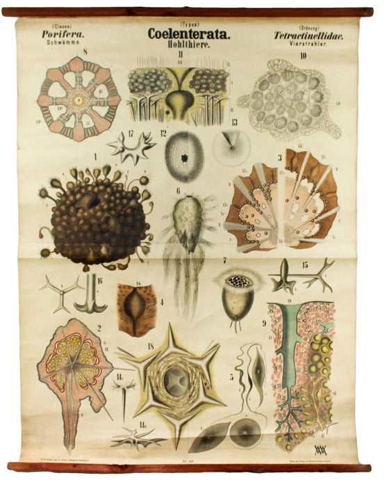 Schwämme, Coelenterata, Vintage 19th Century Wall Chart by Rudolf Leuckart, 1873 - Josef und Josefine