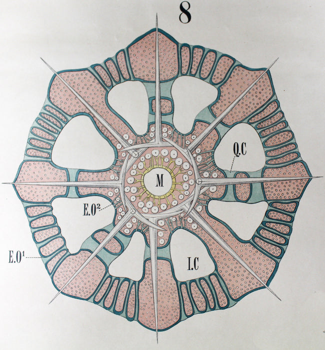 Schwämme, Coelenterata, Vintage 19th Century Wall Chart by Rudolf Leuckart, 1873 - Josef und Josefine