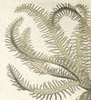 Seelilie, Echinodermata, Vintage 19th Century Wall Chart by Rudolf Leuckart, 1873 - Josef und Josefine