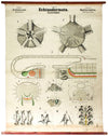 Echinodermata, Vintage 19th Century Wall Chart by Rudolf Leuckart, 1873 - Josef und Josefine
