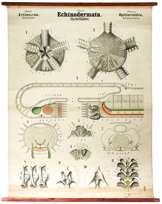 Echinodermata, Vintage 19th Century Wall Chart by Rudolf Leuckart, 1873 - Josef und Josefine