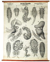 Gliederfüssler, Arthropoda, Vintage 19th Century Wall Chart by Rudolf Leuckart, 1873 - Josef und Josefine