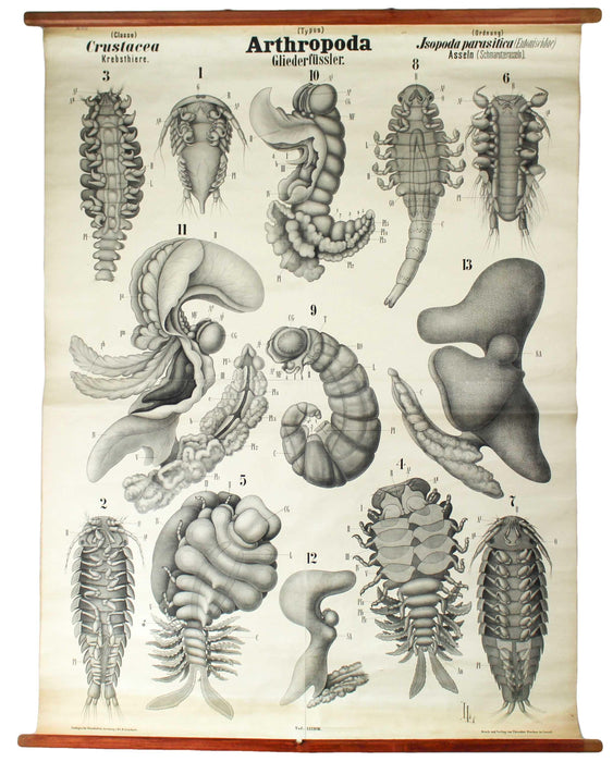 Gliederfüssler, Arthropoda, Vintage 19th Century Wall Chart by Rudolf Leuckart, 1873 - Josef und Josefine