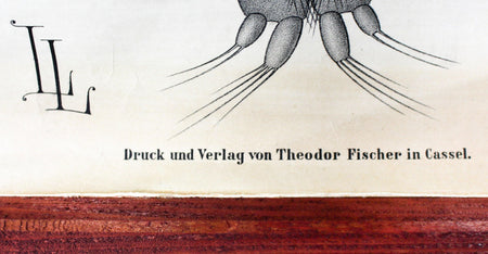 Gliederfüssler, Arthropoda, Vintage 19th Century Wall Chart by Rudolf Leuckart, 1873 - Josef und Josefine