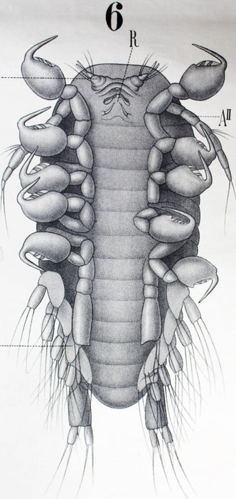 Gliederfüssler, Arthropoda, Vintage 19th Century Wall Chart by Rudolf Leuckart, 1873 - Josef und Josefine