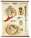 Weichtiere, Mollusca, Vintage 19th Century Wall Chart by Rudolf Leuckart, 1873 - Josef und Josefine