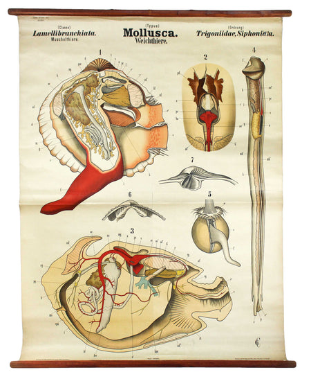 Weichtiere, Mollusca, Vintage 19th Century Wall Chart by Rudolf Leuckart, 1873 - Josef und Josefine