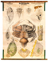 Krebstiere, Arthropoda, Vintage 19th Century Wall Chart by Rudolf Leuckart, 1873 - Josef und Josefine
