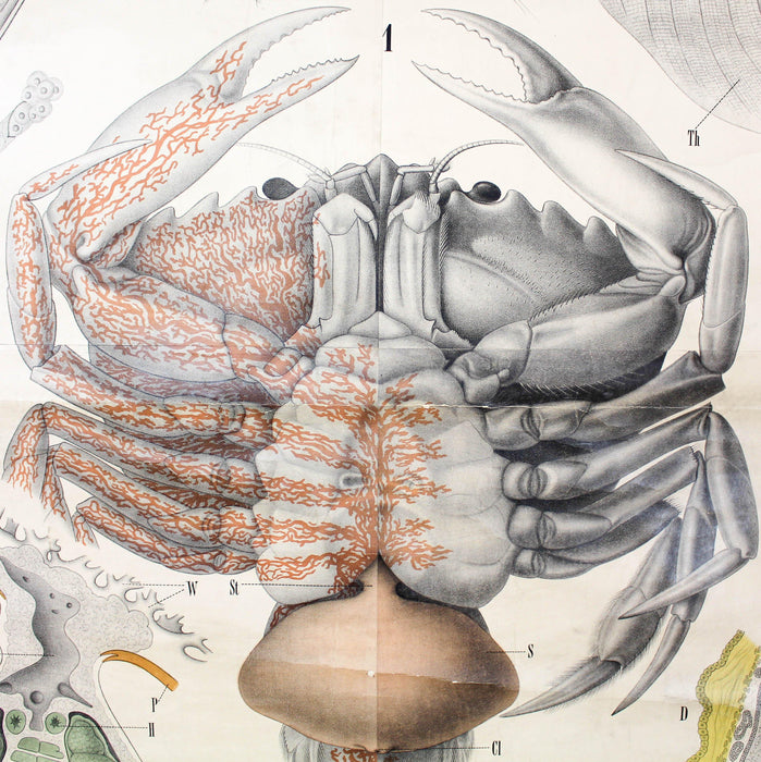 Krebstiere, Arthropoda, Vintage 19th Century Wall Chart by Rudolf Leuckart, 1873 - Josef und Josefine