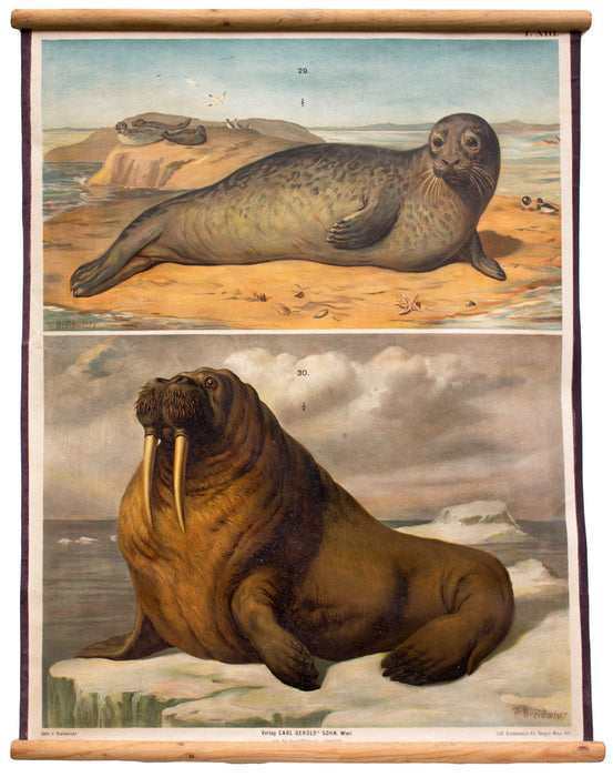 Robbe, Seelöwe, seal, sea lion, Gerold Verlag, 1889 - Josef und Josefine