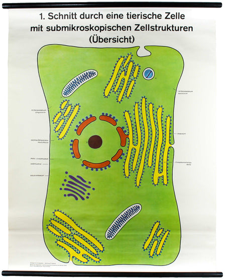 Tierische Zelle, Wall Chart by Dr. H. Kaudewitz for Westermann, 1968 - Josef und Josefine